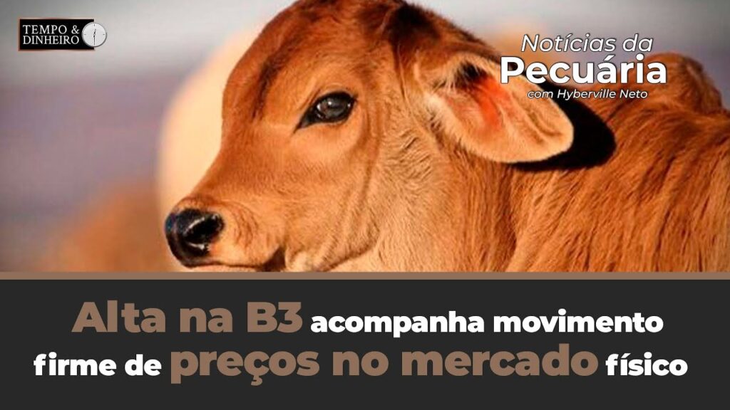 por que o boi gordo esta em alta na b3 e esta acompanhando o movimento firme de precos no mercado fisico com o feriado proximo