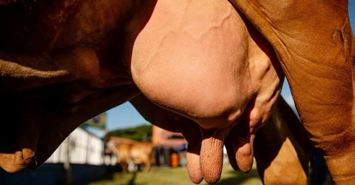 Por que o preço do leite despencou? Decreto pode ajudar a controlar importações no futuro, diz Abraleite