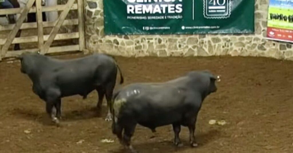 Por que os touros de 3 anos da Remate Seleção Brangus são negociados por R$ 14.808? 7 'Remate Seleção Brangus' negocia touros de 3 anos à média de R$ 14.808 • Portal DBO
