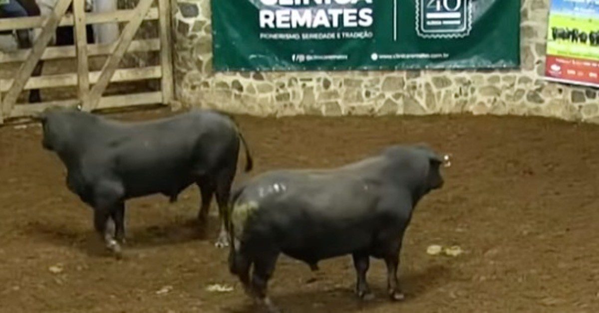 Por que os touros de 3 anos da Remate Seleção Brangus são negociados por R$ 14.808?