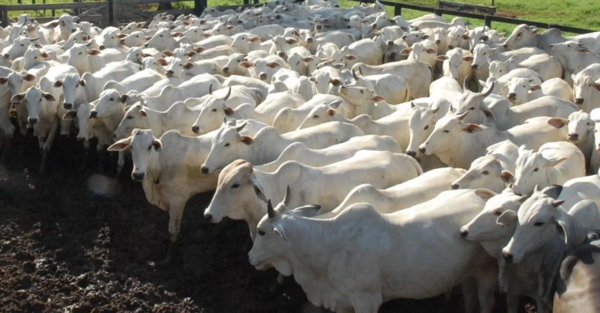 Preço da arroba do boi sobe misteriosamente no Brasil 7 estabilidade até o fim do ano