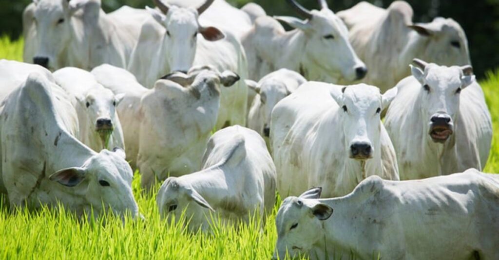 confira os preços no país