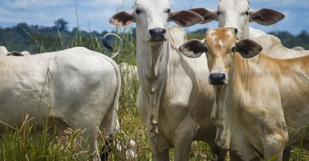 Protegendo a população: Consulta para regras de segurança? 29 governo abre consulta pública para normas de prevenção e de vigilância