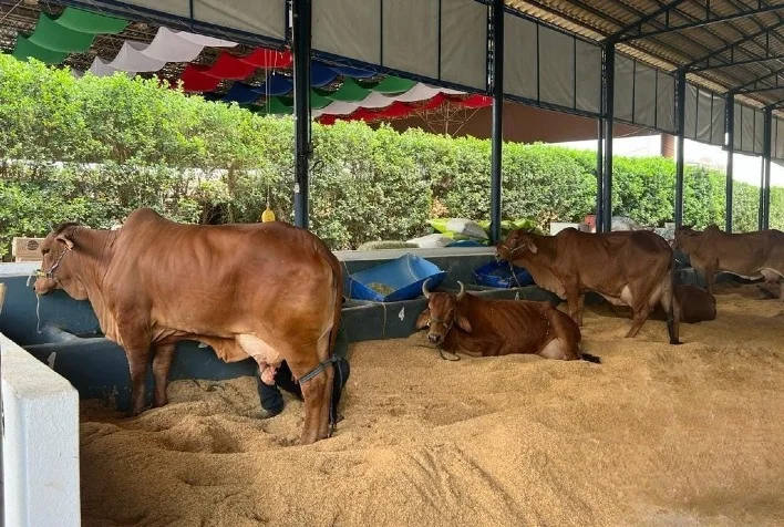 Quais animais estão começando a chegar ao Parque Fernando Costa para o Concurso Leiteiro da ExpoLeite? 3 quais animais estao comecando a chegar ao parque fernando costa para o concurso leiteiro da