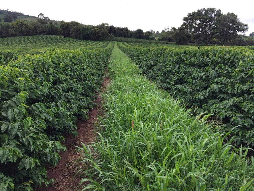 Quais as tecnologias revolucionando a produção de café? 15 novas tecnologias aliadas aos produtores de café