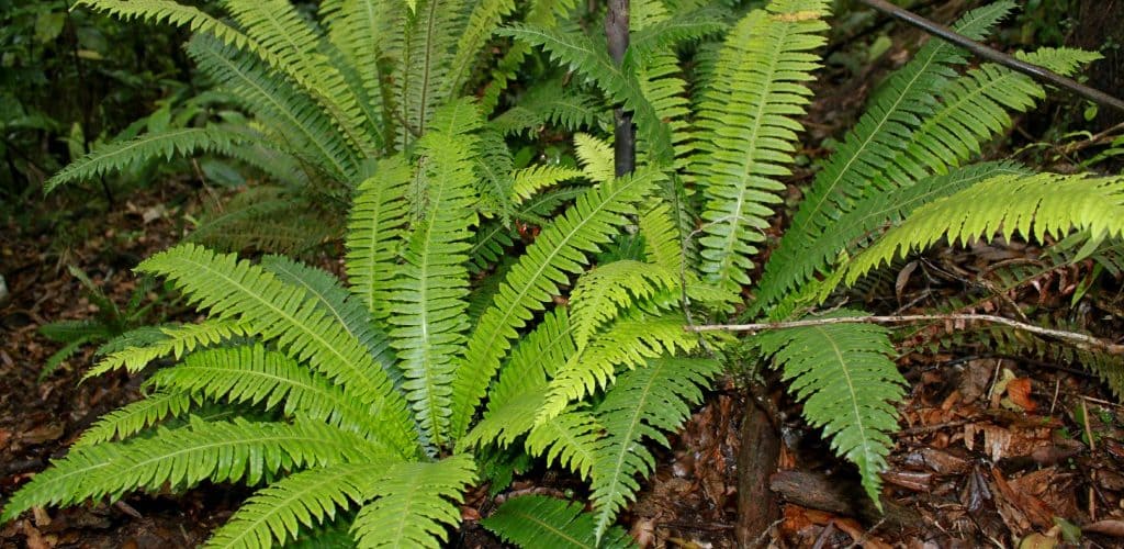 Quais plantas tóxicas para bovinos conhecer?