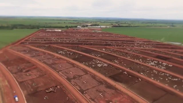 Boitel: pecuarista revela as 3 principais vantagens da engorda de boi terceirizada