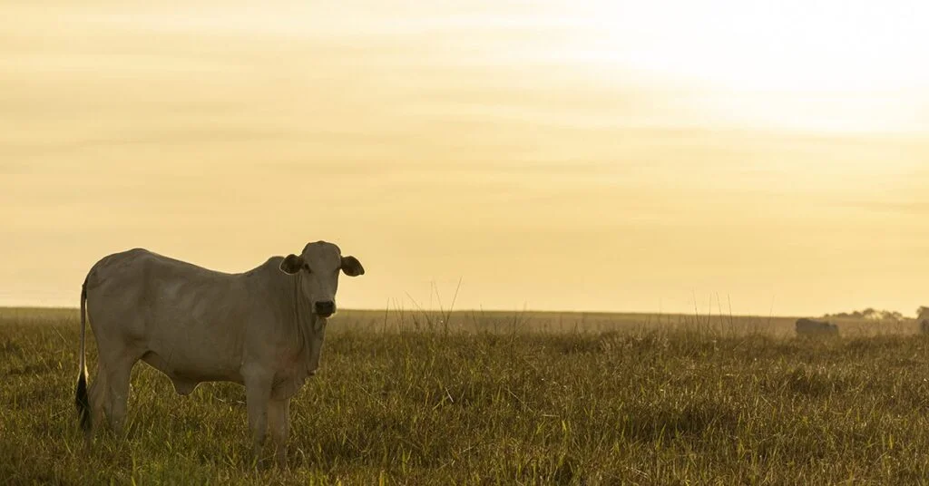 Quais são as previsões do Inmet (Instituto Nacional de Meteorologia) para as temperaturas no mês de outubro em grande parte do país, de acordo com o Portal DBO? 10 quais sao as previsoes do inmet instituto nacional de meteorologia para as temperaturas no mes de outubro em grande parte do pais de acordo com o portal dbo