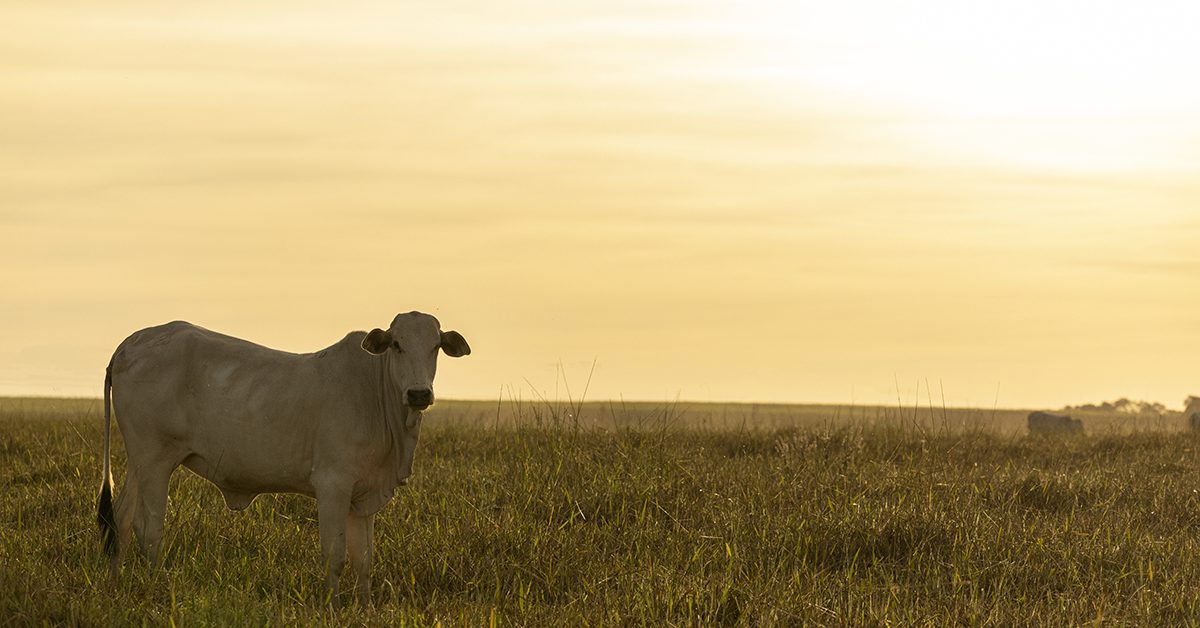 Quais são as previsões do Inmet (Instituto Nacional de Meteorologia) para as temperaturas no mês de outubro em grande parte do país, de acordo com o Portal DBO?