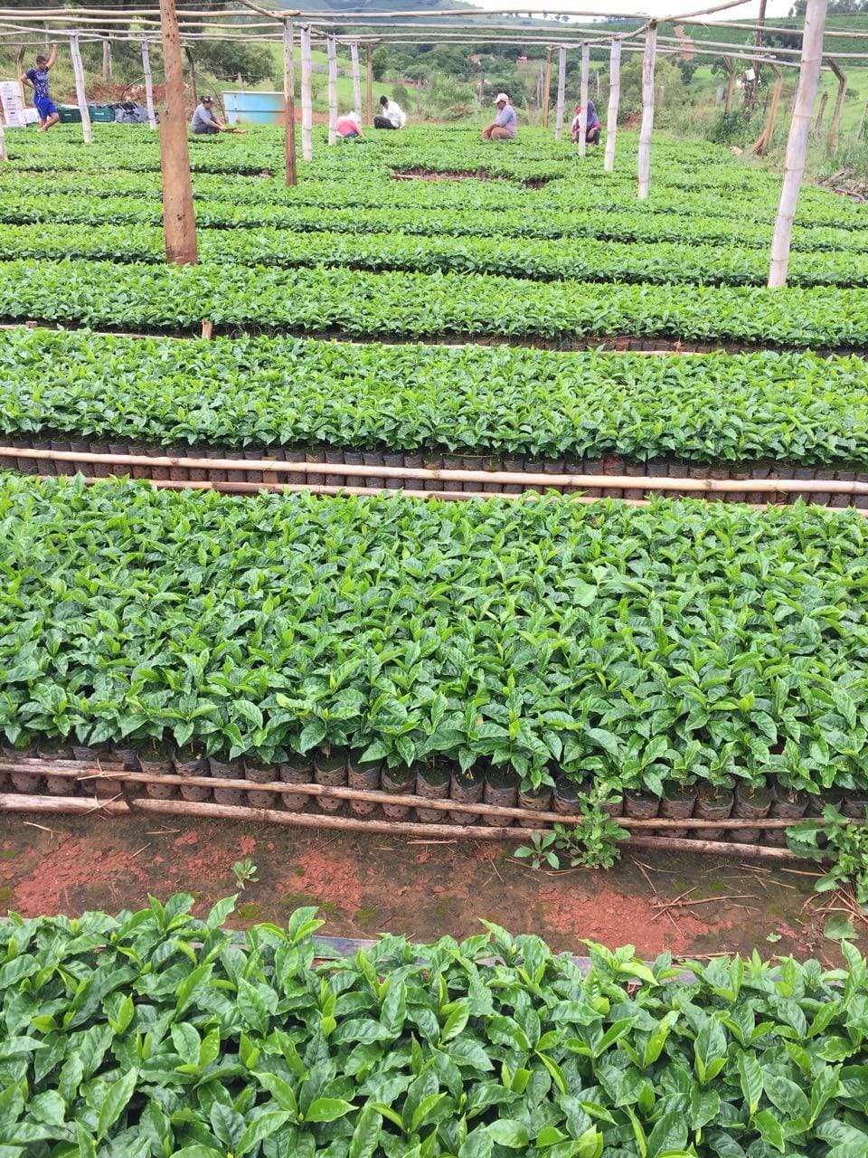 Quais são os 5 cuidados fundamentais na hora de escolher?