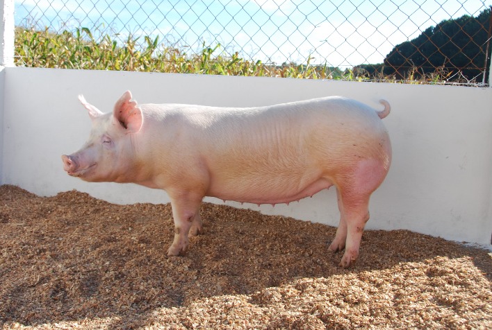 quais sao os beneficios da parceria que permite aos suinocultores brasileiros acesso a linhagem internacional