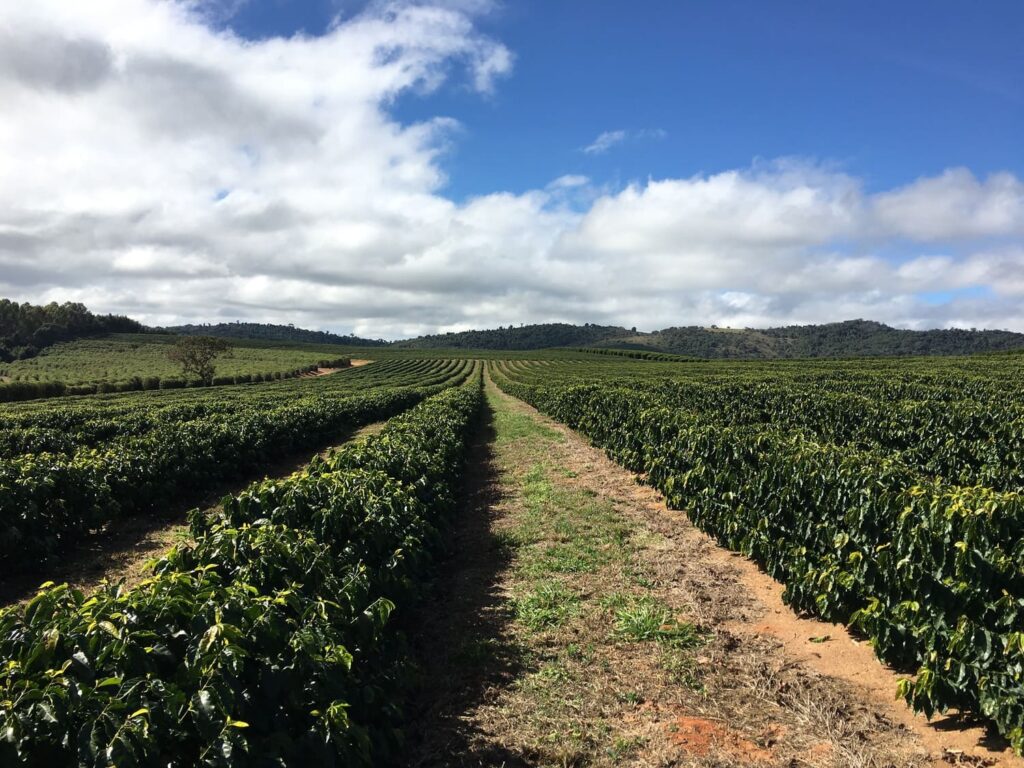 saiba quais são os mais importantes