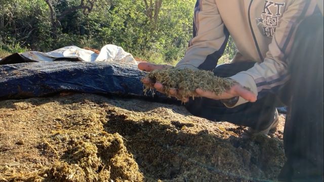 Quais são os cuidados para manter a qualidade da silagem por mais tempo?