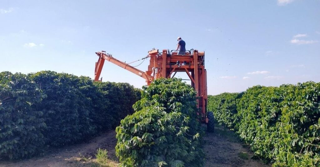 Desafios da colheita do café 2023: veja os pontos principais