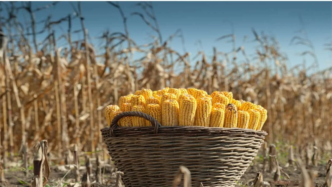 qual a expectativa do imea para a reducao do milho na safra 2023 24 em comparacao com a safra 2022 23