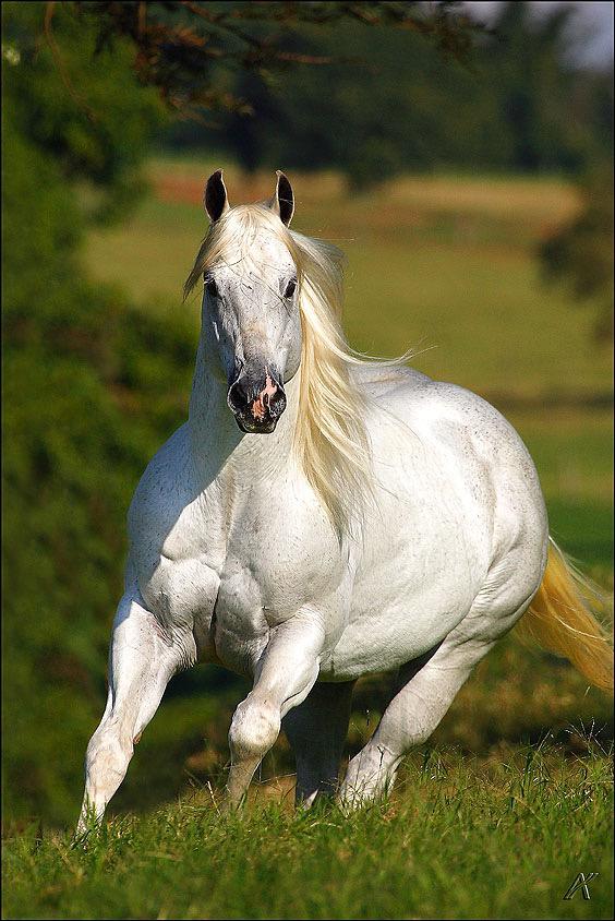 Qual a genética da “Lenda Branca” El Shady Zorrero?