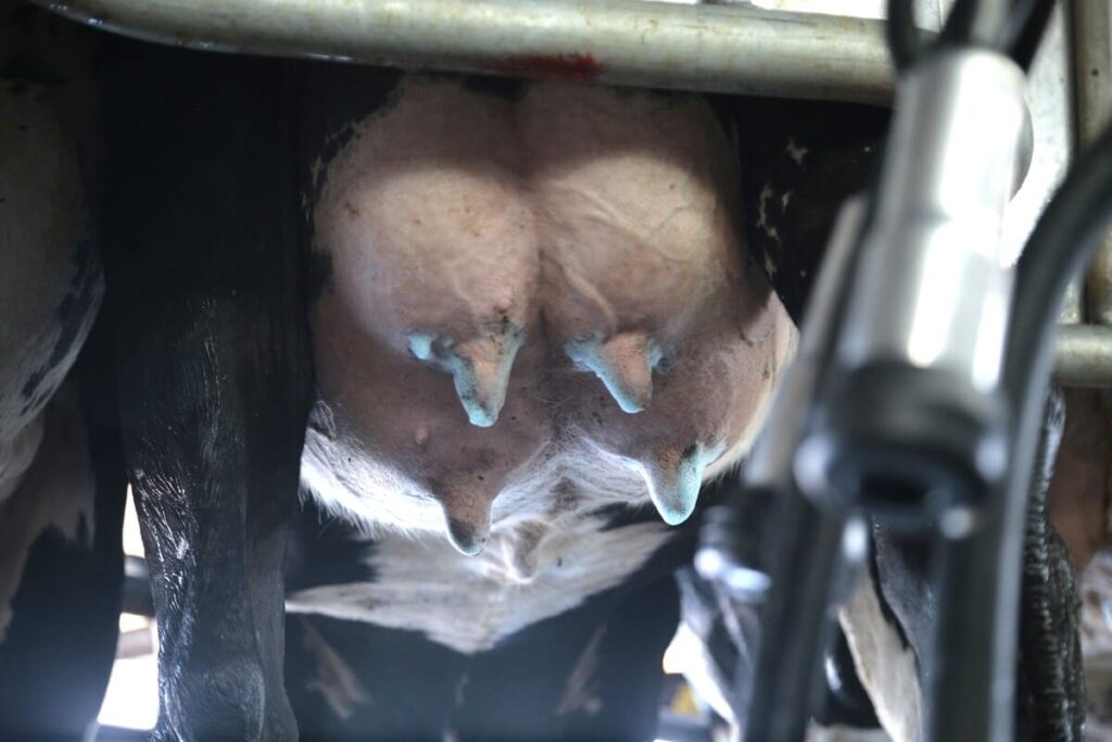 Qual a importância da detecção precoce da mastite? 28 importância na detecção da mastite