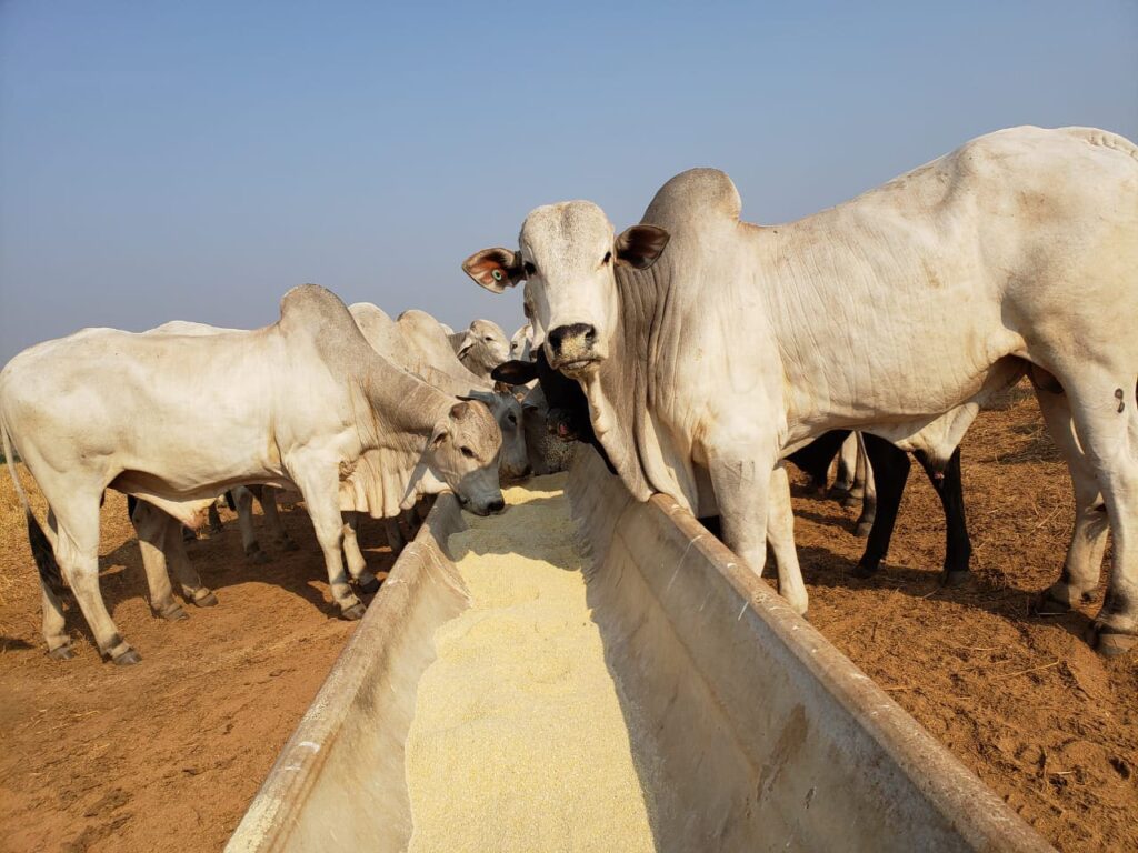 Qual a importância da suplementação mineral para bovinos de corte? 18 Suplementação mineral para bovinos de corte: qual a importância?