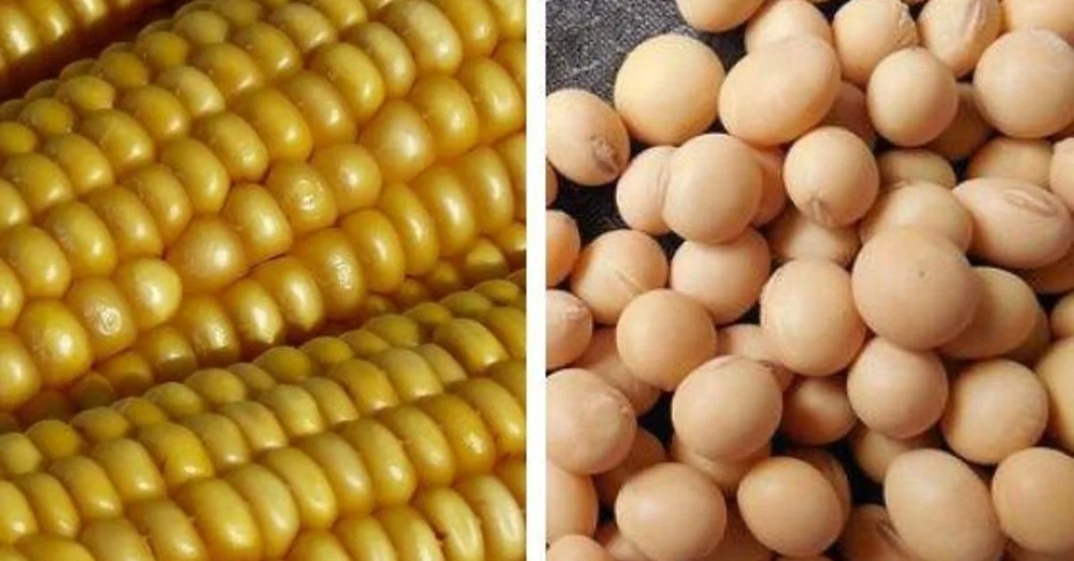 Qual a porcentagem da colheita de milho e soja, segundo o USDA? 1 colheita de milho alcança 59% e a de soja, 76%, mostra USDA