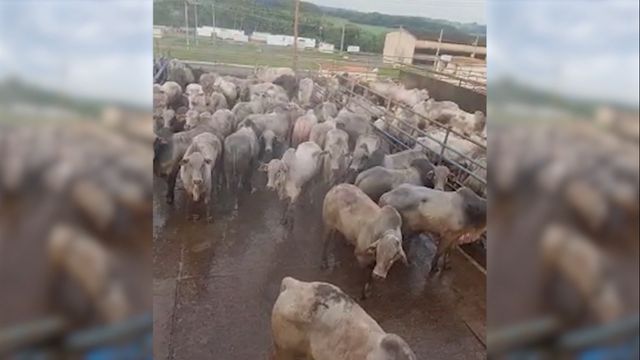 Boiada confinada e jovem chega a 57% de rendimento de carcaça em MG