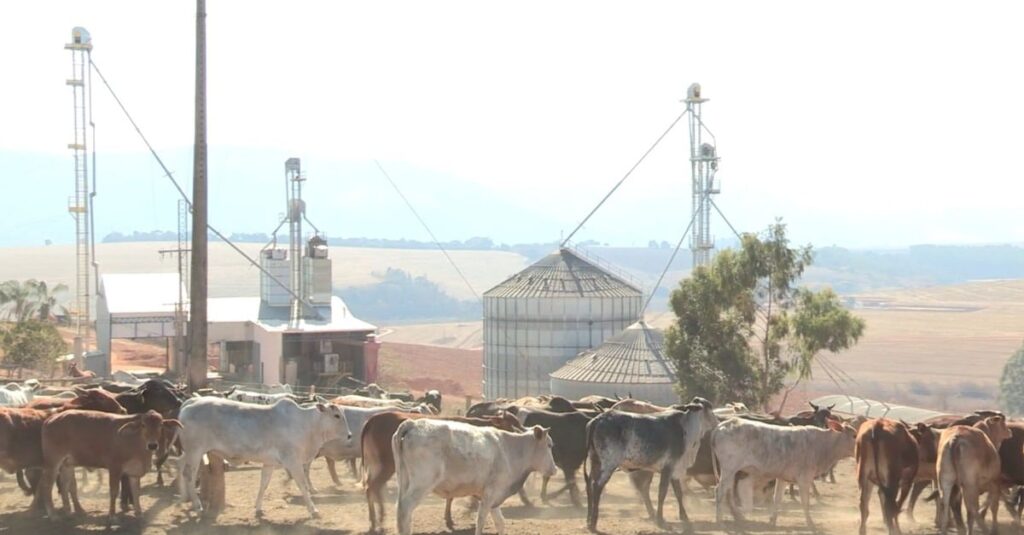 Conheça a fazenda nº 1 do Brasil em gestão que fatura R$ 6,4 mil/ha/ano