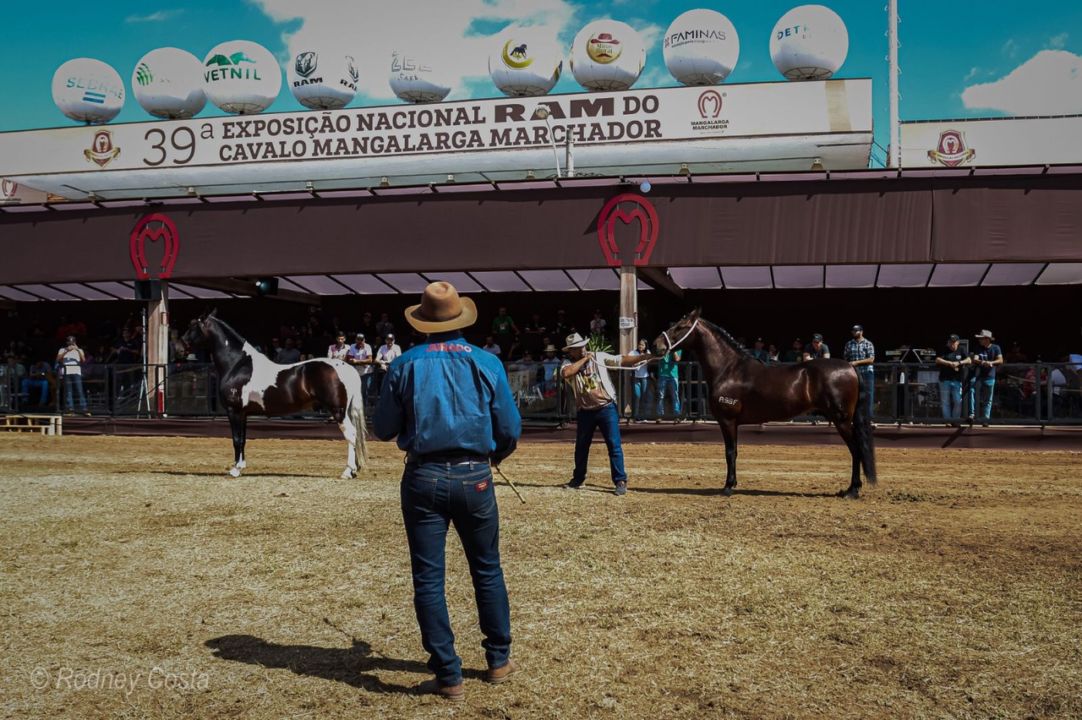 Qual é a importância da força do Mangalarga Marchador no Campeonato Brasileiro de Provas Esportivas e Sociais?