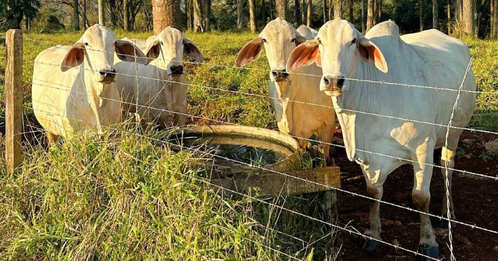 Qual é a média de preço de venda dos touros Tabapuã da Fazenda São Roque segundo o Portal DBO? 2 qual e a media de preco de venda dos touros tabapua da fazenda sao roque segundo o portal dbo