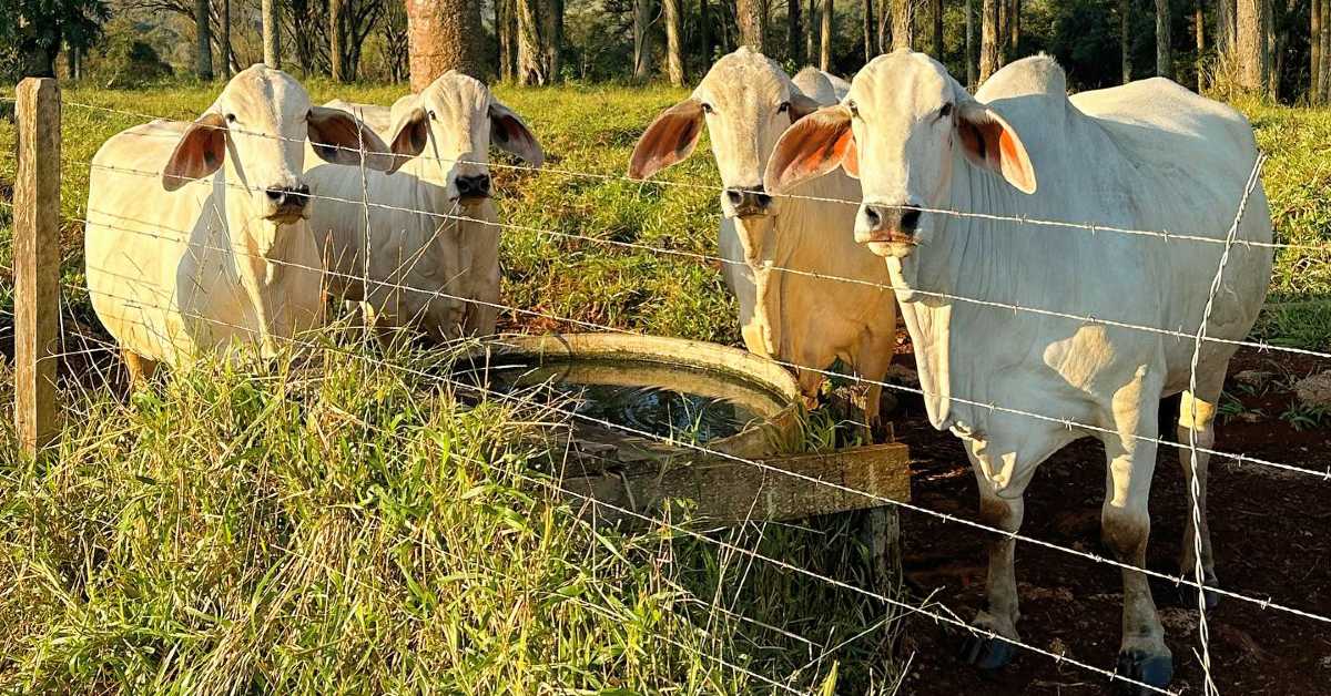 Qual é a média de preço de venda dos touros Tabapuã da Fazenda São Roque segundo o Portal DBO?