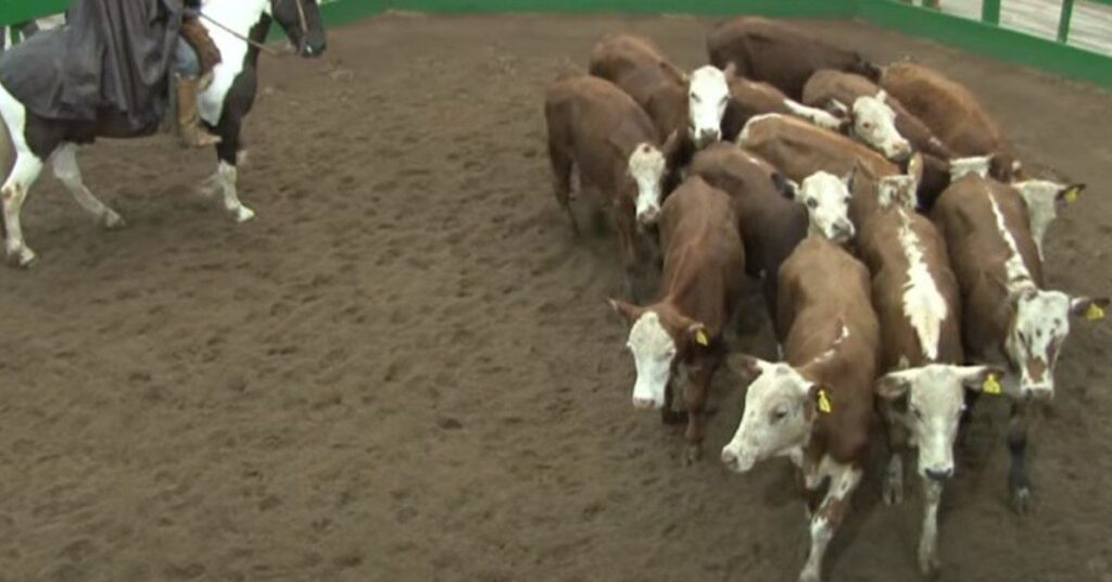 qual e a media de preco dos terneiros na feira de terneiros em sao sepe de acordo com o portal dbo