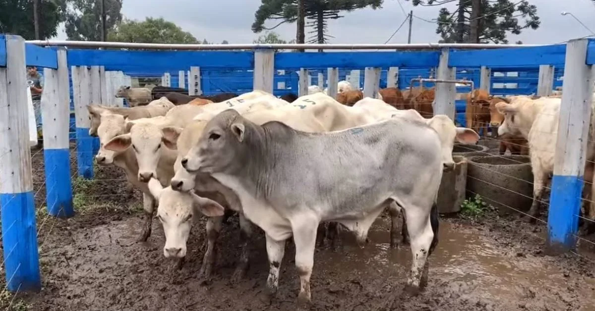 Qual é a média de preço por cabeça de gado em Pinhão? 6 remate em Pinhão registra média de R$ 1.982/cabeça • Portal DBO