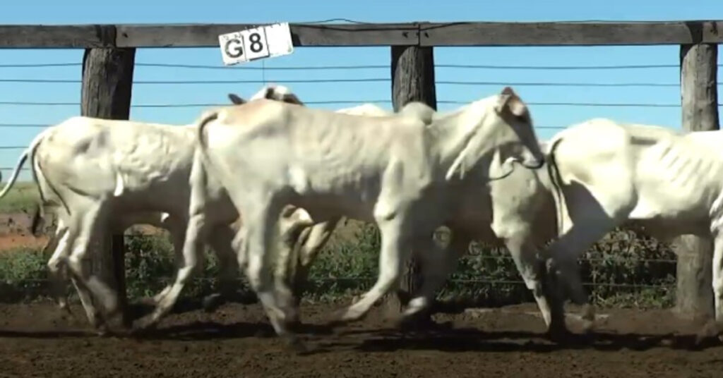 Qual é a média de preço por cabeça em Campo Grande? 20 qual e a media de preco por cabeca em campo grande