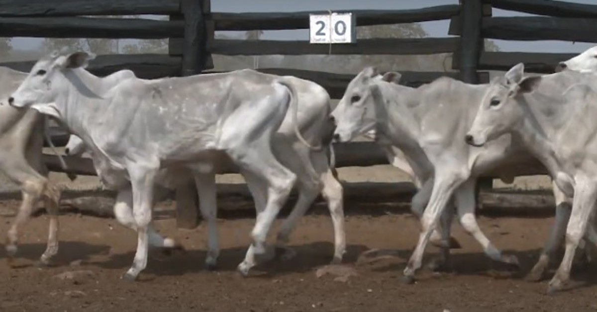 Qual é a média geral de ganhos virtuais em Campo Grande?