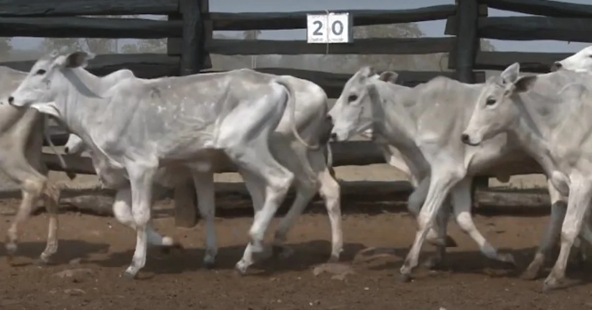 Qual é a média geral de ganhos virtuais em Campo Grande? 1 virtual em Campo Grande faz média geral de R$ 2.391 • Portal DBO