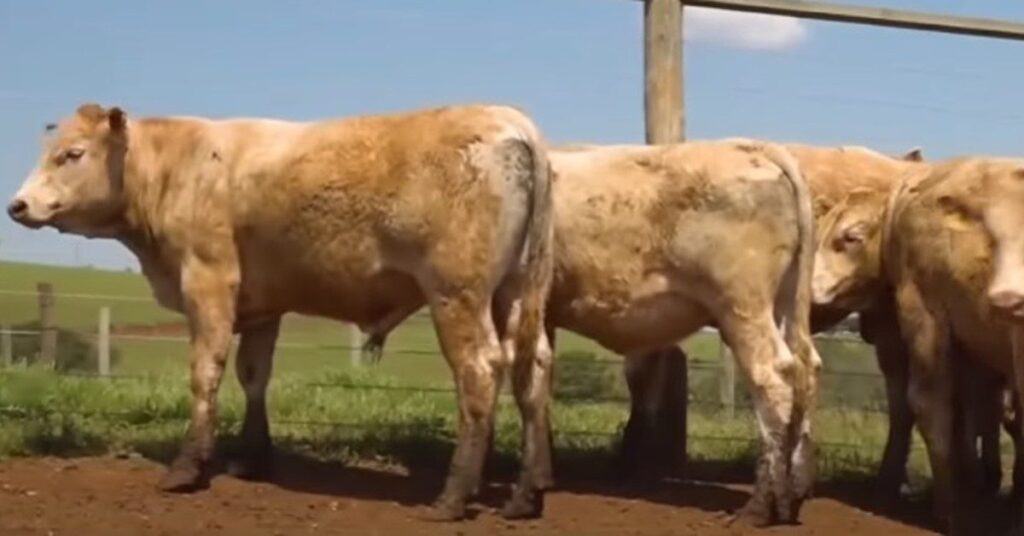 qual e a media geral de preco em campos novos no portal dbo