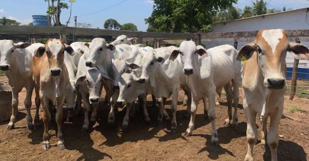 Qual é a média salarial em Aquidauana? 3 média geral de R$ 2.438 em Aquidauana • Portal DBO