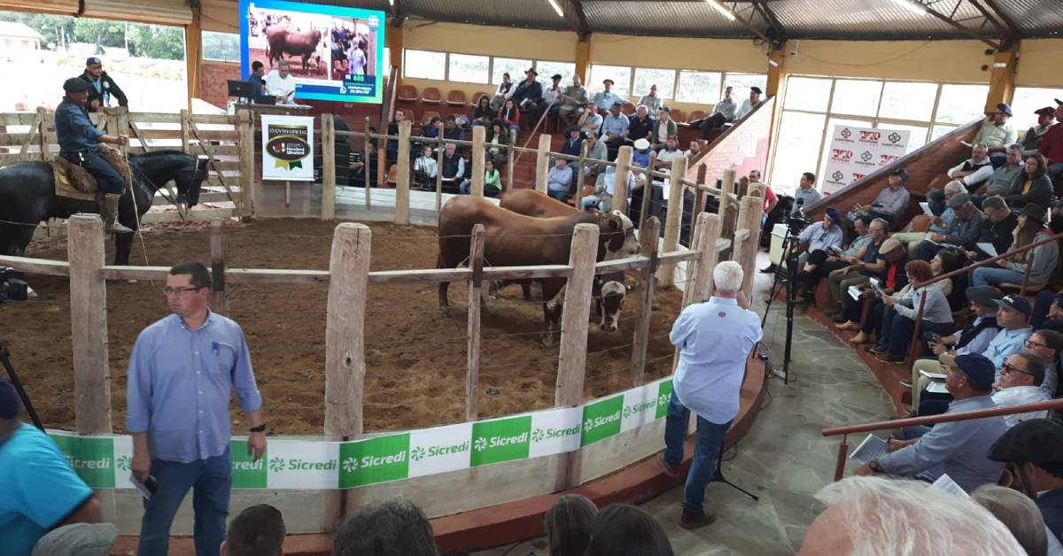 Qual é a oferta de gado na Remate Anual Santa Tereza com as raças Hereford, Braford e Brangus?