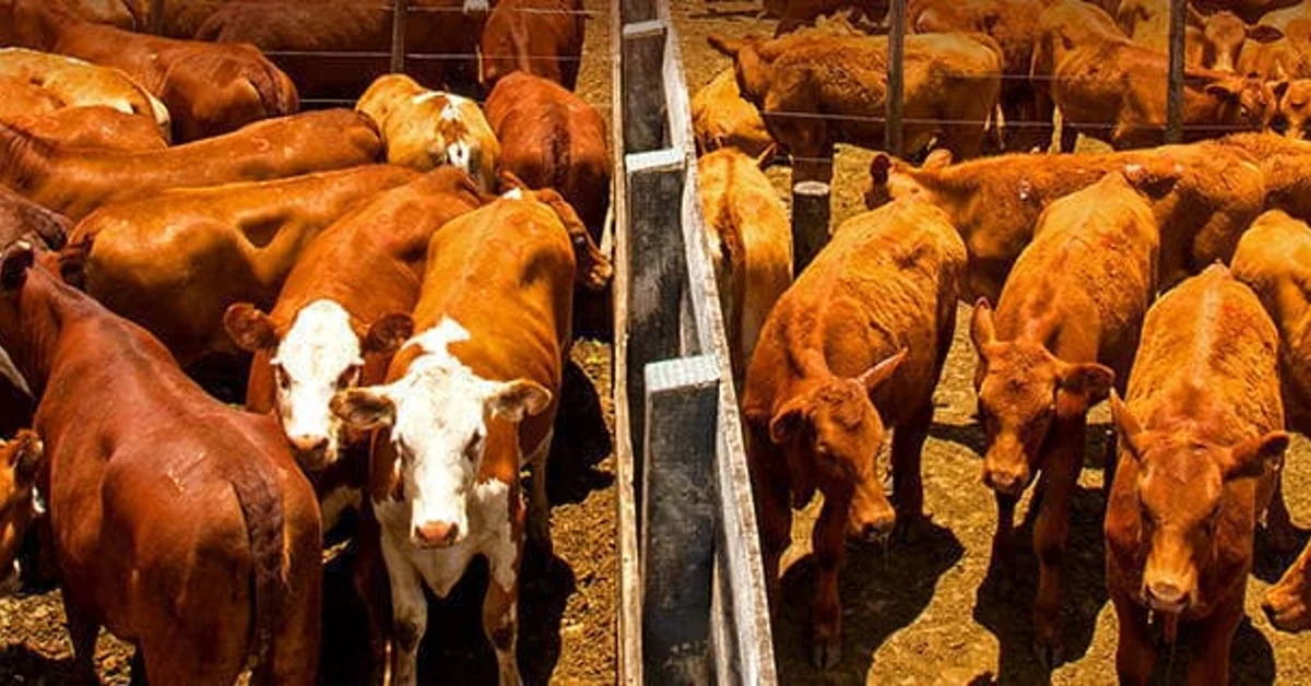 Qual é a oferta de ovinos e bovinos no pregão em Cruz Alta? E onde posso encontrar a tabela de preços no Portal DBO? 9 bovinos