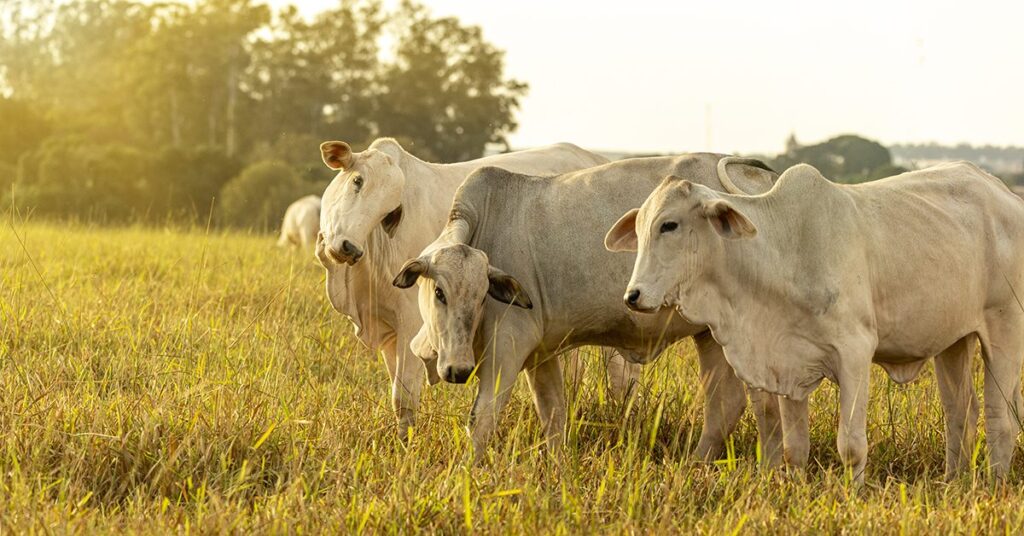 qual e a oportunidade da virada no ciclo pecuario de acordo com o portal dbo 1