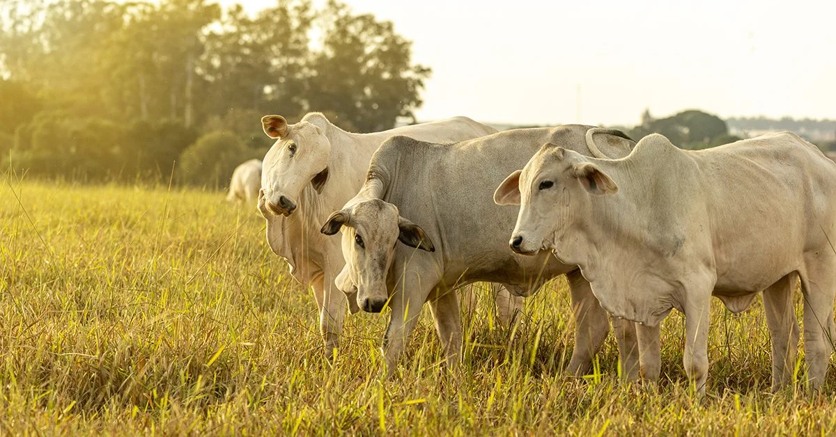 Fim da safra de capim: impacto no mercado do boi gordo - análise da Scot • Portal DBO 11 qual e a oportunidade da virada no ciclo pecuario de acordo com o portal dbo 1
