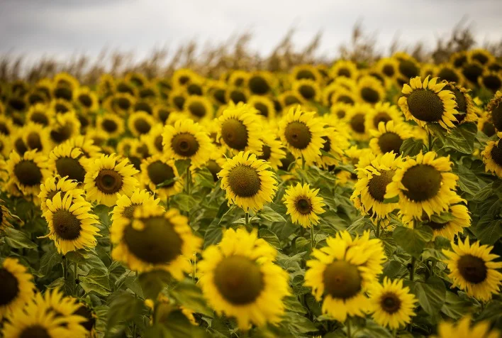 Qual é a perspectiva atual da Turquia em relação à produção de sementes de girassol? 10 qual e a perspectiva atual da turquia em relacao a producao de sementes de girassol