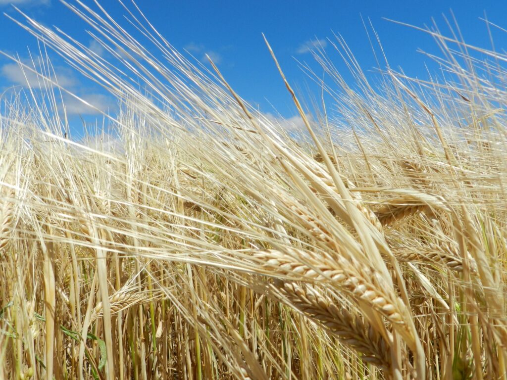 qual e a porcentagem da area colhida nas unidades da capal