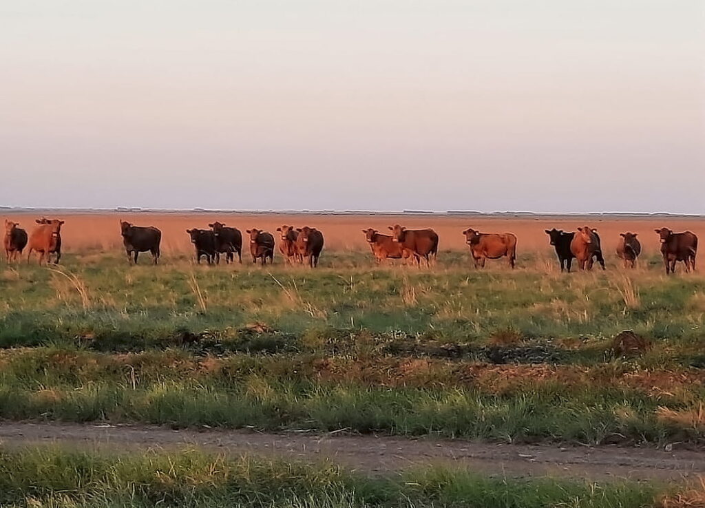 qual e a porcentagem de pecuaristas no rs que informaram o tamanho do rebanho e qual e o prazo para essa informacao ser fornecida