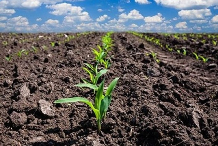 Qual é a porcentagem de plantio de milho verão indicada pelo Deral no Paraná?