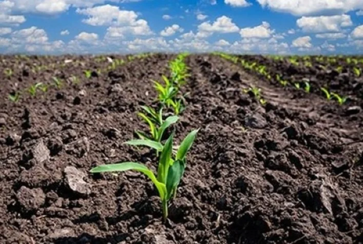 Qual é a porcentagem de plantio de milho verão indicada pelo Deral no Paraná? 6 qual e a porcentagem de plantio de milho verao indicada pelo deral no parana