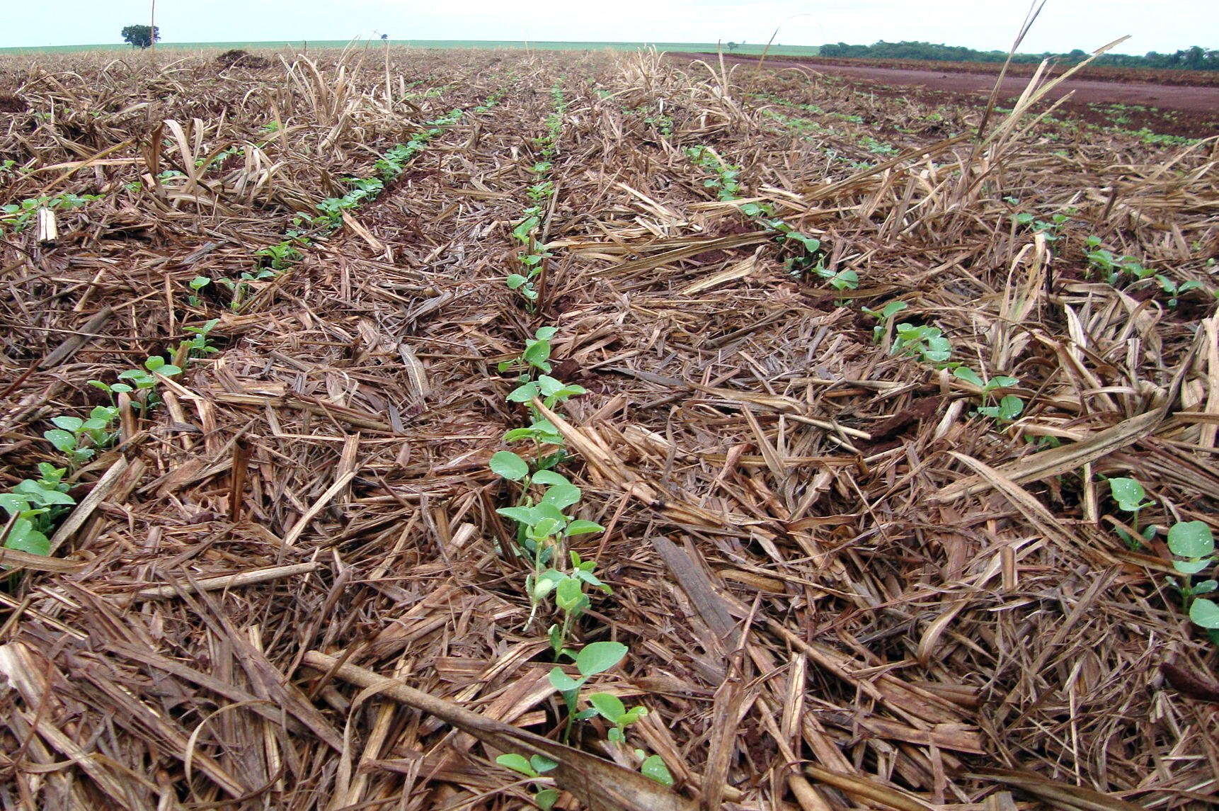 qual e a porcentagem de semeadura da soja que foi alcancada em mato grosso