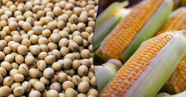 Qual é a previsão de crescimento do agronegócio para o ano de 2023?