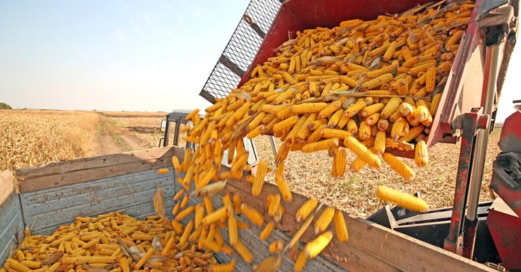 qual e a previsao do ibge para a safra de 2023 em termos de toneladas