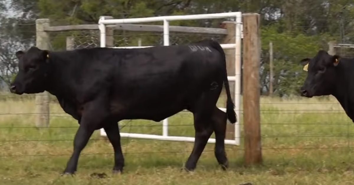 Qual é a produção de Brangus Boitatá?