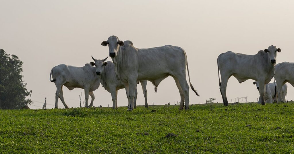 Qual é a razão pela qual a oferta restrita e a procura firme por animais continuam a impulsionar a valorização da arroba? 3 qual e a razao pela qual a oferta restrita e a procura firme por animais continuam a impulsionar a valorizacao da arroba
