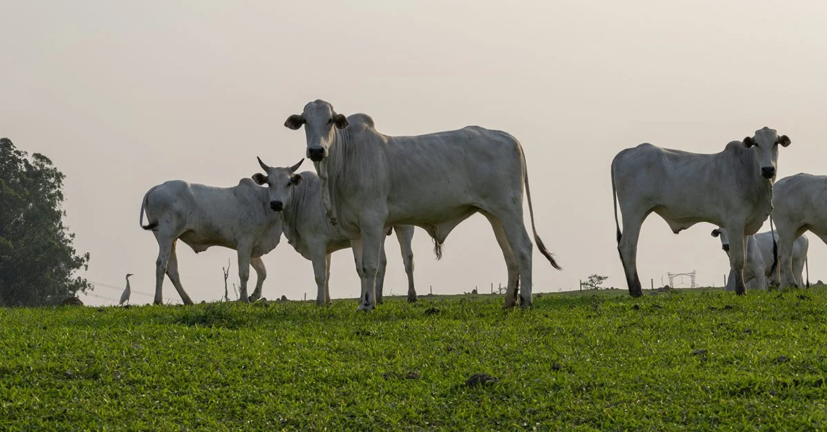 Qual é a razão pela qual a oferta restrita e a procura firme por animais continuam a impulsionar a valorização da arroba? 15 qual e a razao pela qual a oferta restrita e a procura firme por animais continuam a impulsionar a valorizacao da arroba